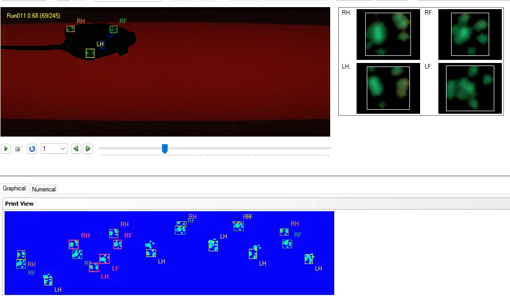 CatWalk gait-analysis recording with a rodent and paw-contact tracking, from the MuriPhys preclinical services deck